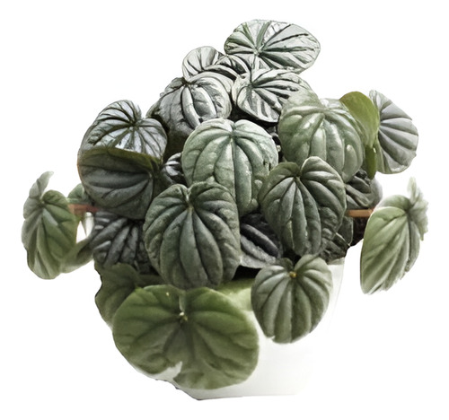 Peperomia Caperata Planta Interior Colgante 1