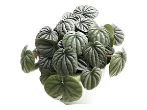 Peperomia Caperata Planta Interior Colgante