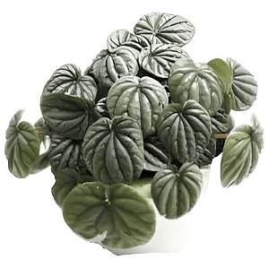 Peperomia Caperata Planta Interior Colgante