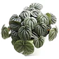 Peperomia Caperata Planta Interior Colgante - Miniatura 1