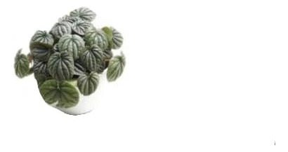 Peperomia Caperata Planta Interior Colgante 2
