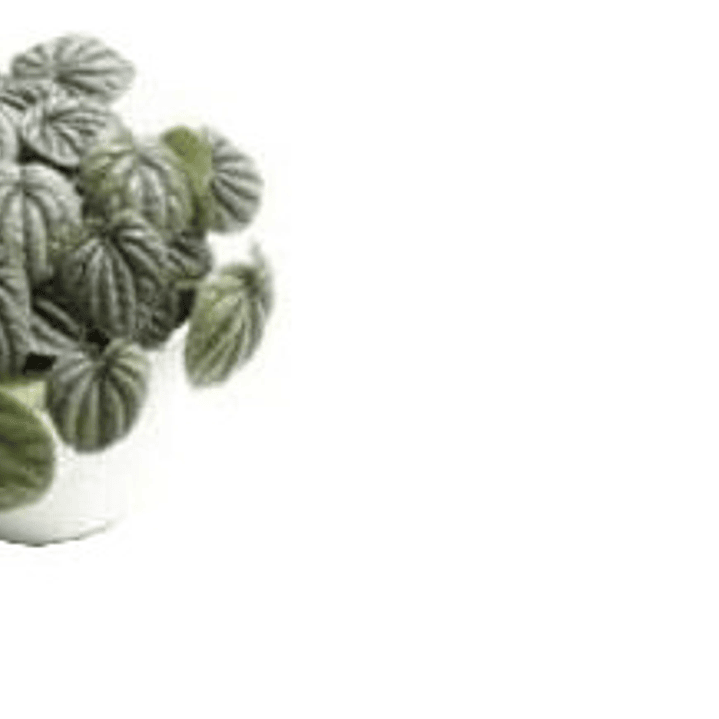 Peperomia Caperata Planta Interior Colgante 2