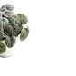 Peperomia Caperata Planta Interior Colgante - Miniatura 2