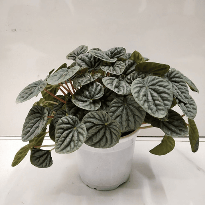 Peperomia Caperata Planta Interior Colgante 3
