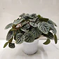 Peperomia Caperata Planta Interior Colgante - Miniatura 3