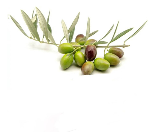 Olivo Sevillano Árbol Frutal 1