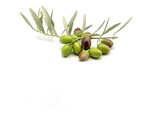 Olivo Sevillano Árbol Frutal