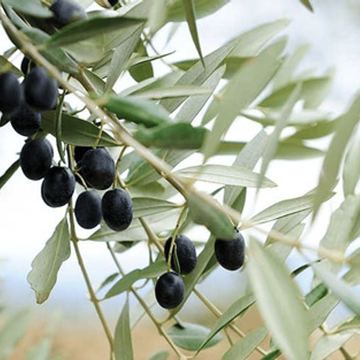 Olivo Sevillano Árbol Frutal 2