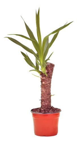 Yuca / Yucca Planta Ornamental 1