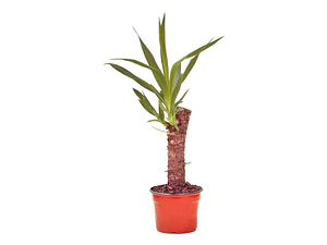 Yuca / Yucca Planta Ornamental