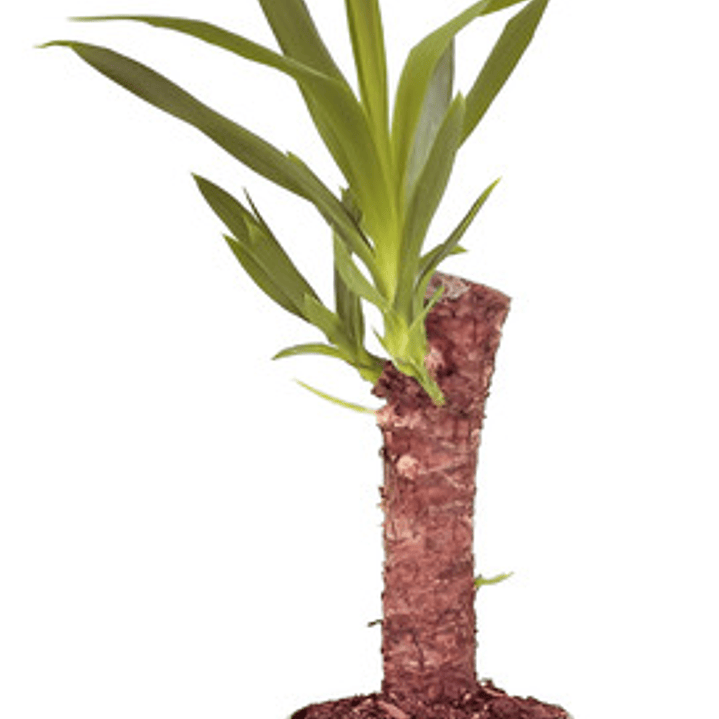 Yuca / Yucca Planta Ornamental 1