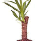 Yuca / Yucca Planta Ornamental - Miniatura 1