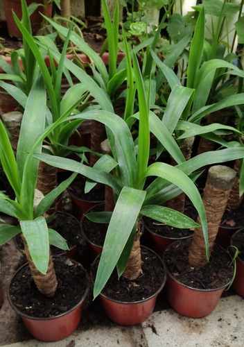 Yuca / Yucca Planta Ornamental 2