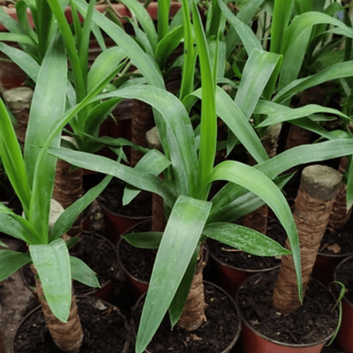 Yuca / Yucca Planta Ornamental 2