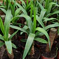 Yuca / Yucca Planta Ornamental - Miniatura 2