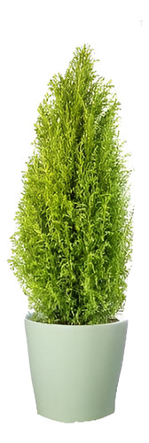 Pino Limón Ciprés Aromático Ornamental 1