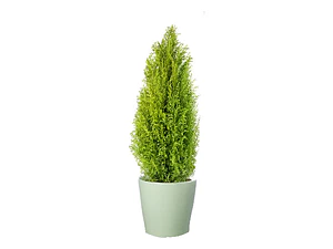 Pino Limón Ciprés Aromático Ornamental