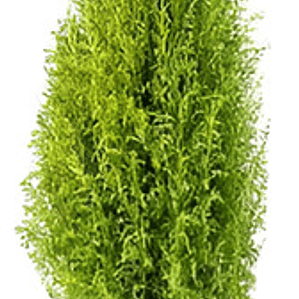 Pino Limón Ciprés Aromático Ornamental