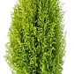 Pino Limón Ciprés Aromático Ornamental - Miniatura 1
