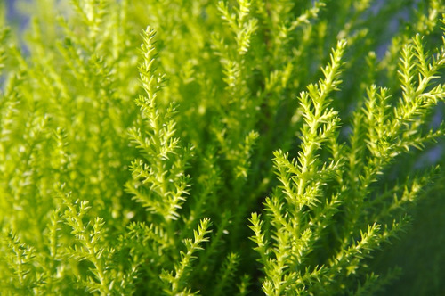 Pino Limón Ciprés Aromático Ornamental 2