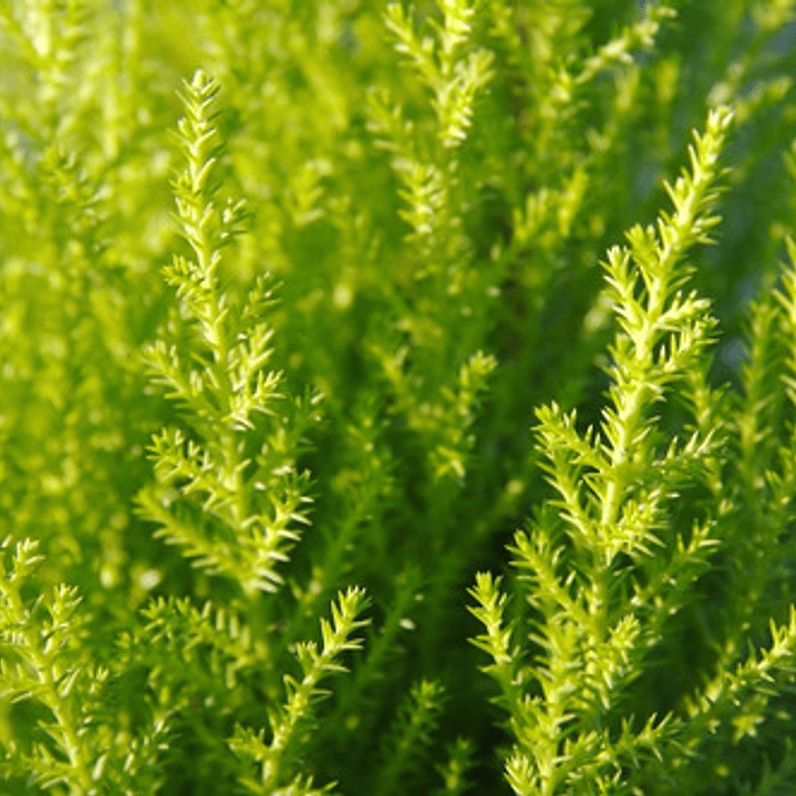 Pino Limón Ciprés Aromático Ornamental 2