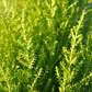 Pino Limón Ciprés Aromático Ornamental - Miniatura 2