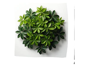 Schefflera Cheflera Arbusto Ornamental