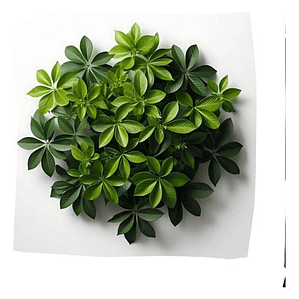 Schefflera Cheflera Arbusto Ornamental