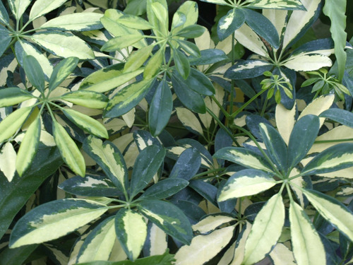 Schefflera Cheflera Arbusto Ornamental 2