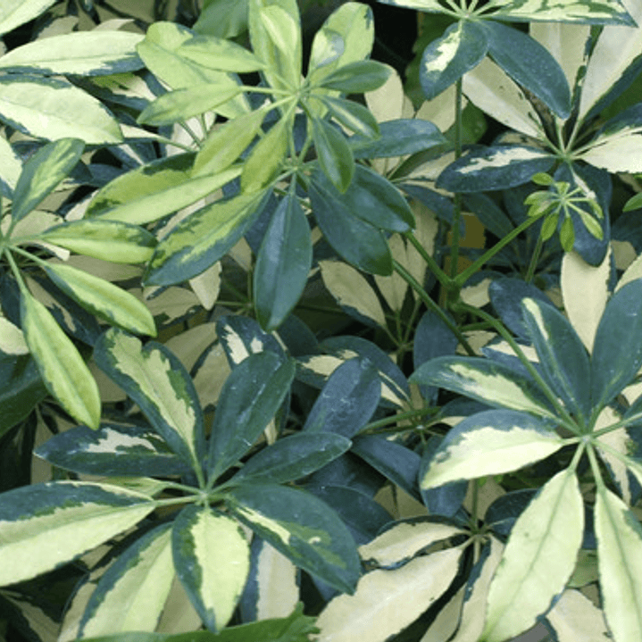 Schefflera Cheflera Arbusto Ornamental 2