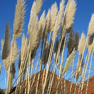 Cola De Zorro Grande Cortaderia Selloana Planta Ornamental