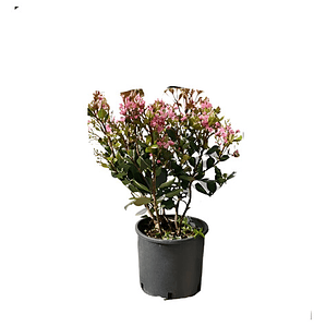 Raphiolepis Arbusto Ornamental