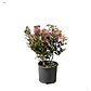 Raphiolepis Arbusto Ornamental - Miniatura 1