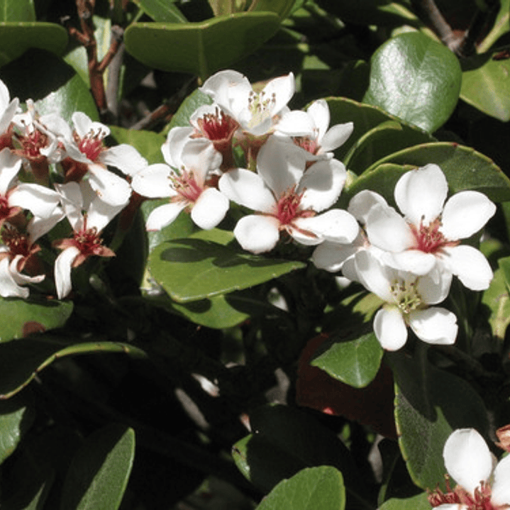 Raphiolepis Arbusto Ornamental 4