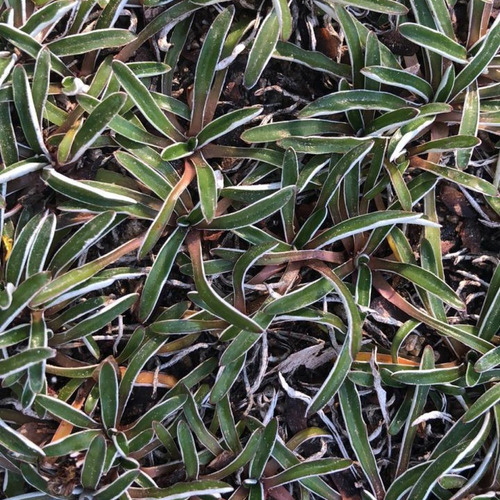 Dyamondia Margaretae Cubresuelo Ornamental 1