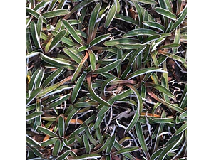 Dyamondia Margaretae Cubresuelo Ornamental
