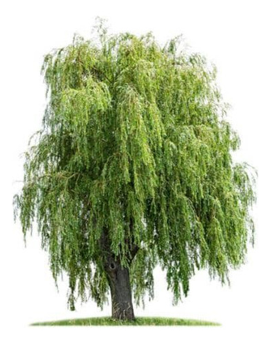Sauce Crespo Árbol Ornamental 1
