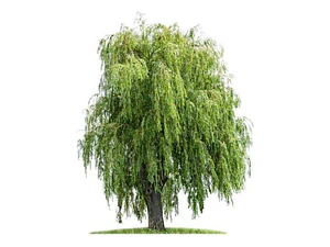Sauce Crespo Árbol Ornamental