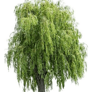 Sauce Crespo Árbol Ornamental