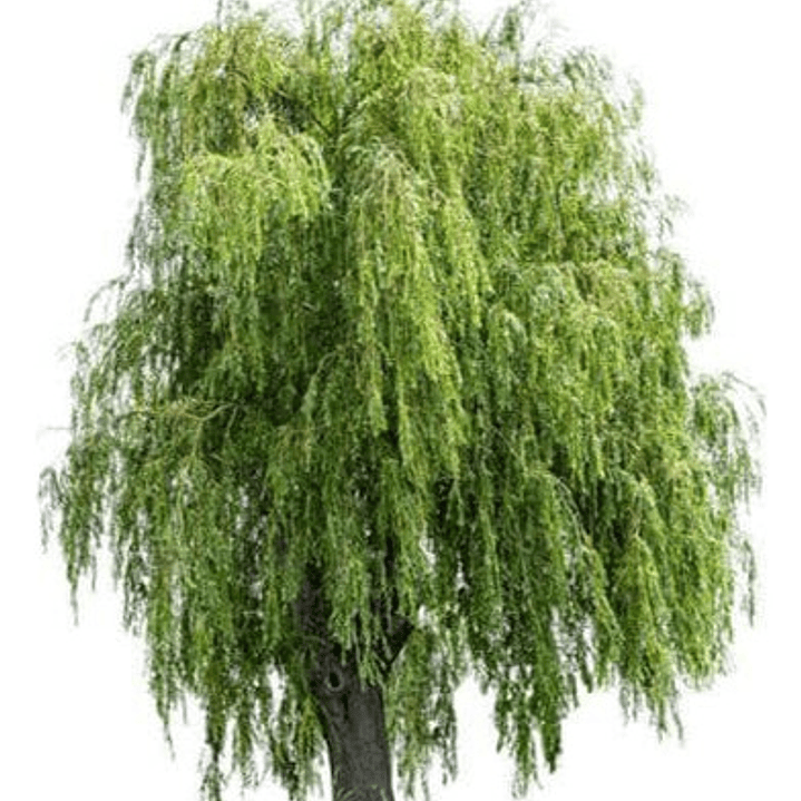 Sauce Crespo Árbol Ornamental 1