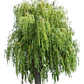 Sauce Crespo Árbol Ornamental - Miniatura 1