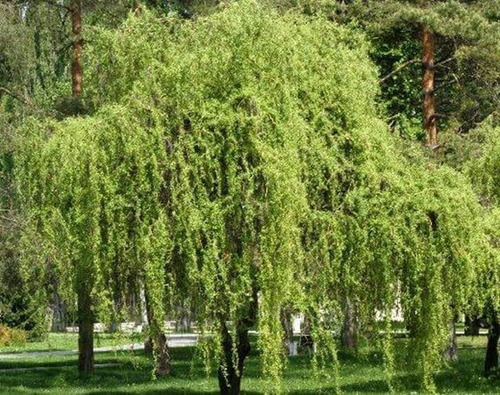 Sauce Crespo Árbol Ornamental 2