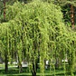 Sauce Crespo Árbol Ornamental - Miniatura 2