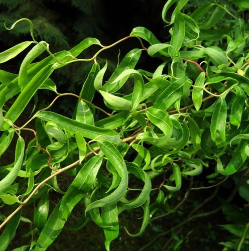 Sauce Crespo Árbol Ornamental 3
