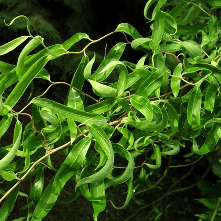 Sauce Crespo Árbol Ornamental 3