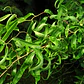 Sauce Crespo Árbol Ornamental - Miniatura 3