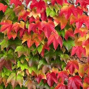 Ampelopsis Grande En Macetero Planta Trepadora Ornamental