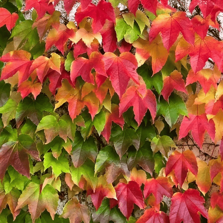 Ampelopsis Grande En Macetero Planta Trepadora Ornamental 1