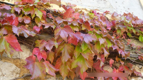 Ampelopsis Grande En Macetero Planta Trepadora Ornamental 2