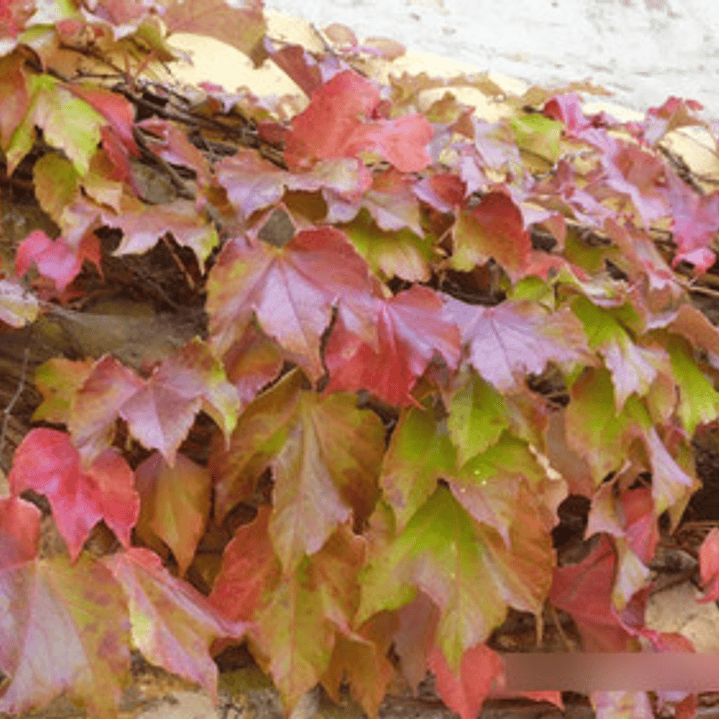 Ampelopsis Grande En Macetero Planta Trepadora Ornamental 2